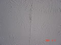 004 image