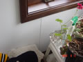039 image
